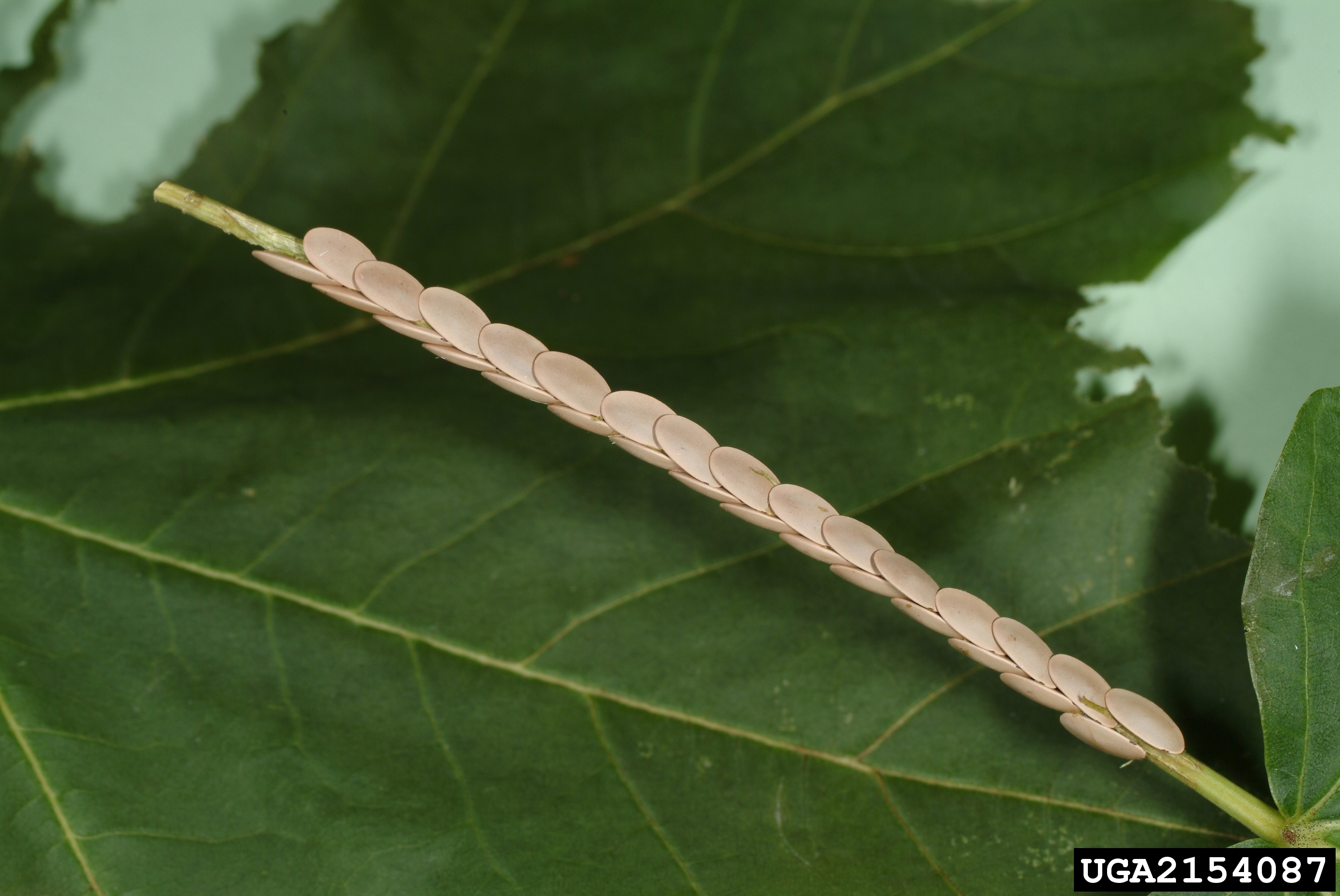 broadwinged katydid eggs